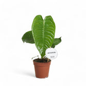 Anthurium veitchii – Zimmerpflanze im Kulturtopf auf weißem Hintergrund, Produktfoto 9.