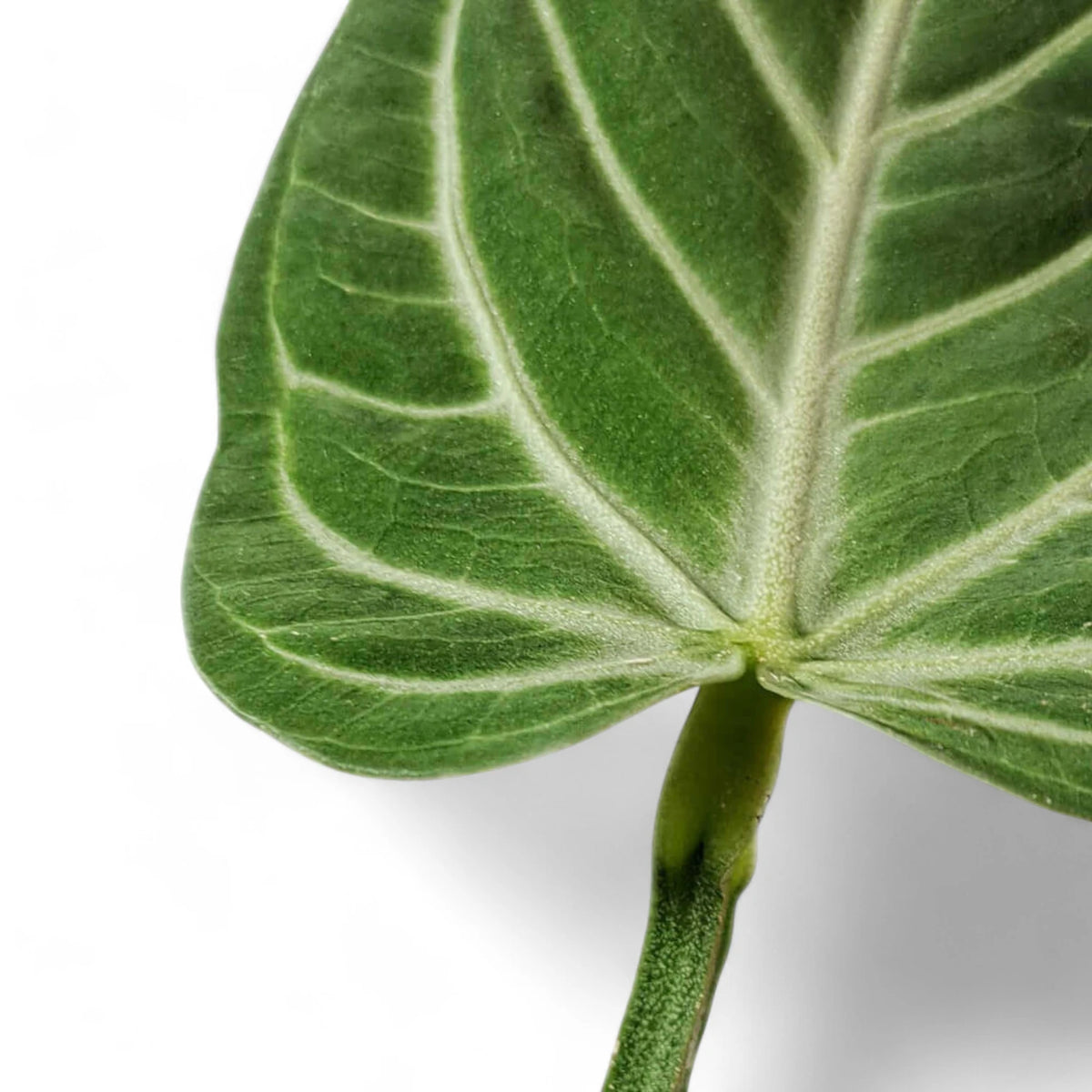 Anthurium villenaorum