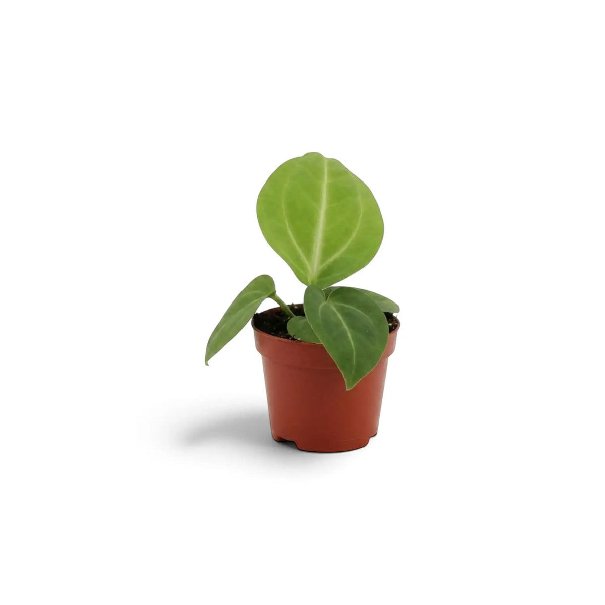Small Anthurium villenaorum in a nursery pot, with compact upright growth and velvet green leaves