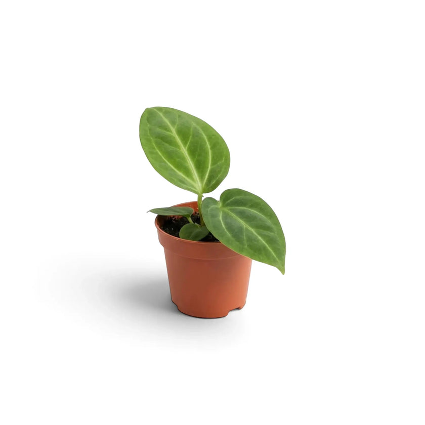 Junges Anthurium villenaorum im kleinen Kulturtopf mit dunklen samtigen Blättern und heller Aderung