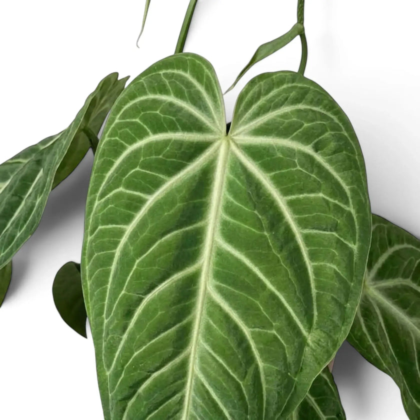 Anthurium villenaorum in Nahaufnahme mit samtigen Blättern und dichtem hellem Adernetz