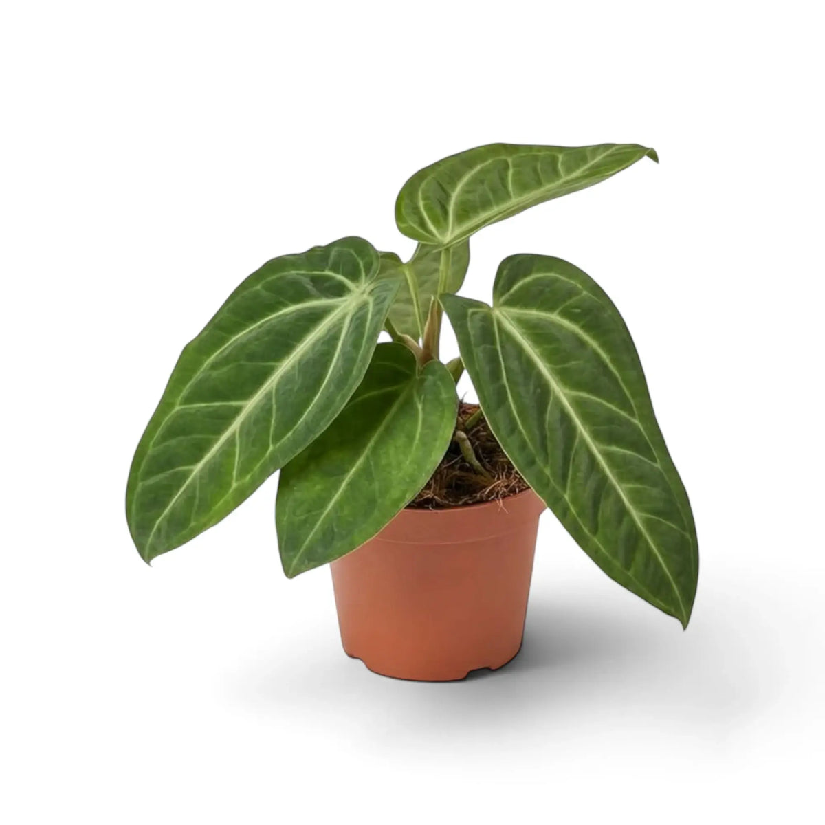 Anthurium villenaorum in a nursery pot, with long tapered velvet leaves and a pale vein network