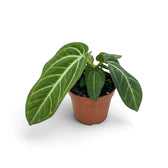 Anthurium villenaorum in a nursery pot, showing compact growth and long velvety green leaves