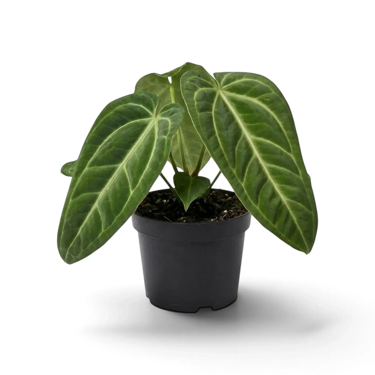 Mature Anthurium villenaorum plant with elongated dark foliage, pale veins and defined basal lobes