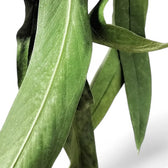 Anthurium vittarifolium leaf detail on white background.