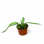 Anthurium vittarifolium potted plant in nursery pot on white background, product photo.