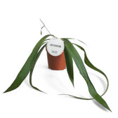 Anthurium vittarifolium potted plant in nursery pot on white background, product photo.
