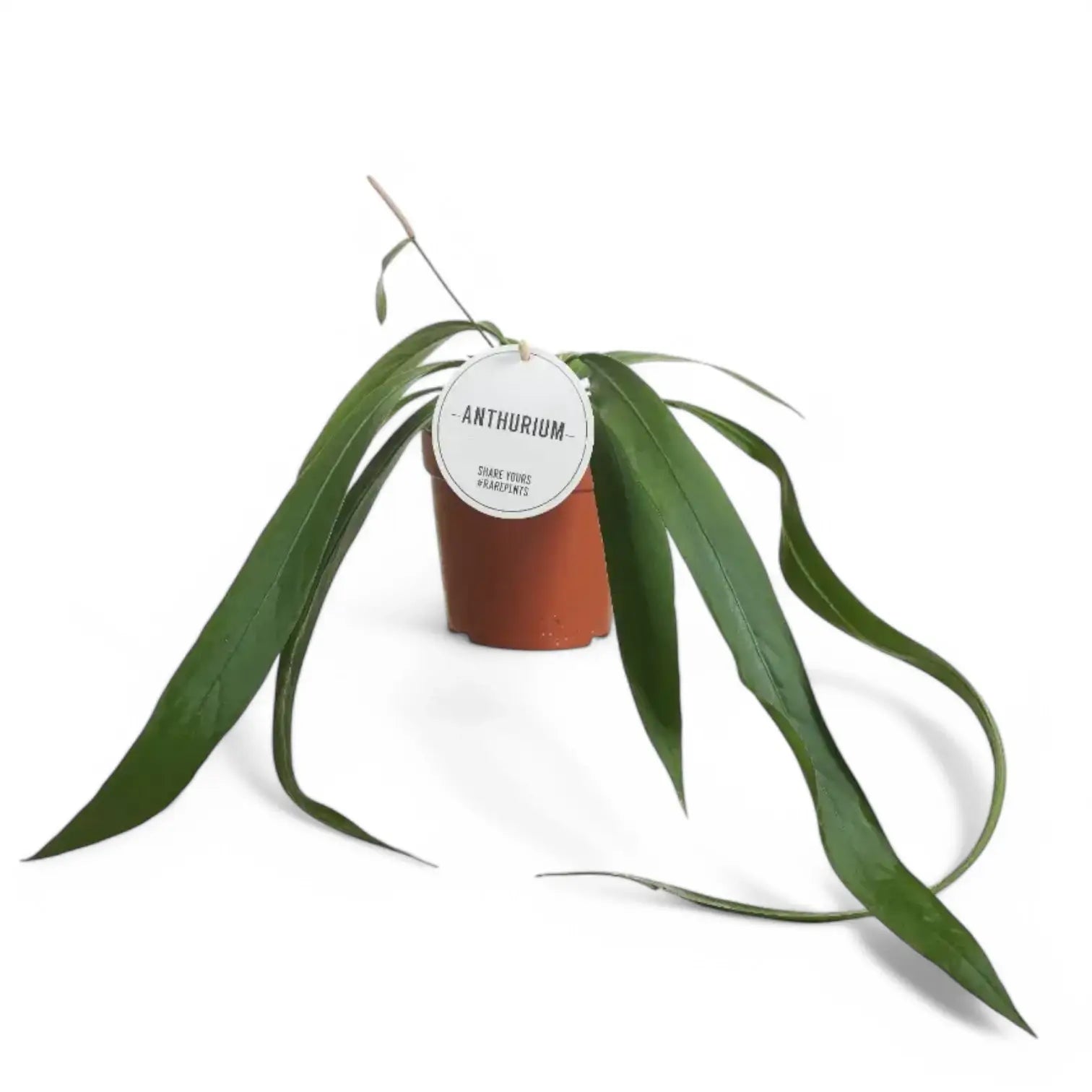 Anthurium vittarifolium potted plant in nursery pot on white background, product photo.