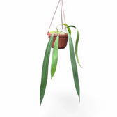 Anthurium vittarifolium potted plant in nursery pot on white background, product photo.