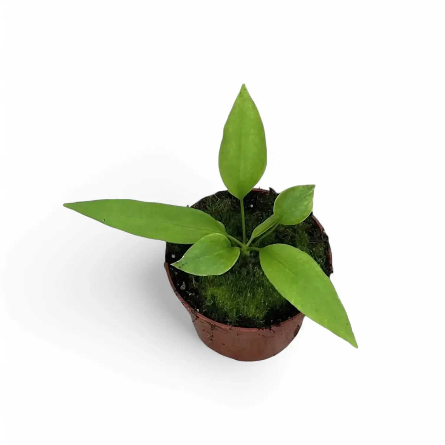 Anthurium vittarifolium potted plant in nursery pot on white background, product photo.
