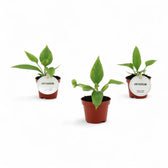 Anthurium vittarifolium potted plant in nursery pot on white background, product photo.