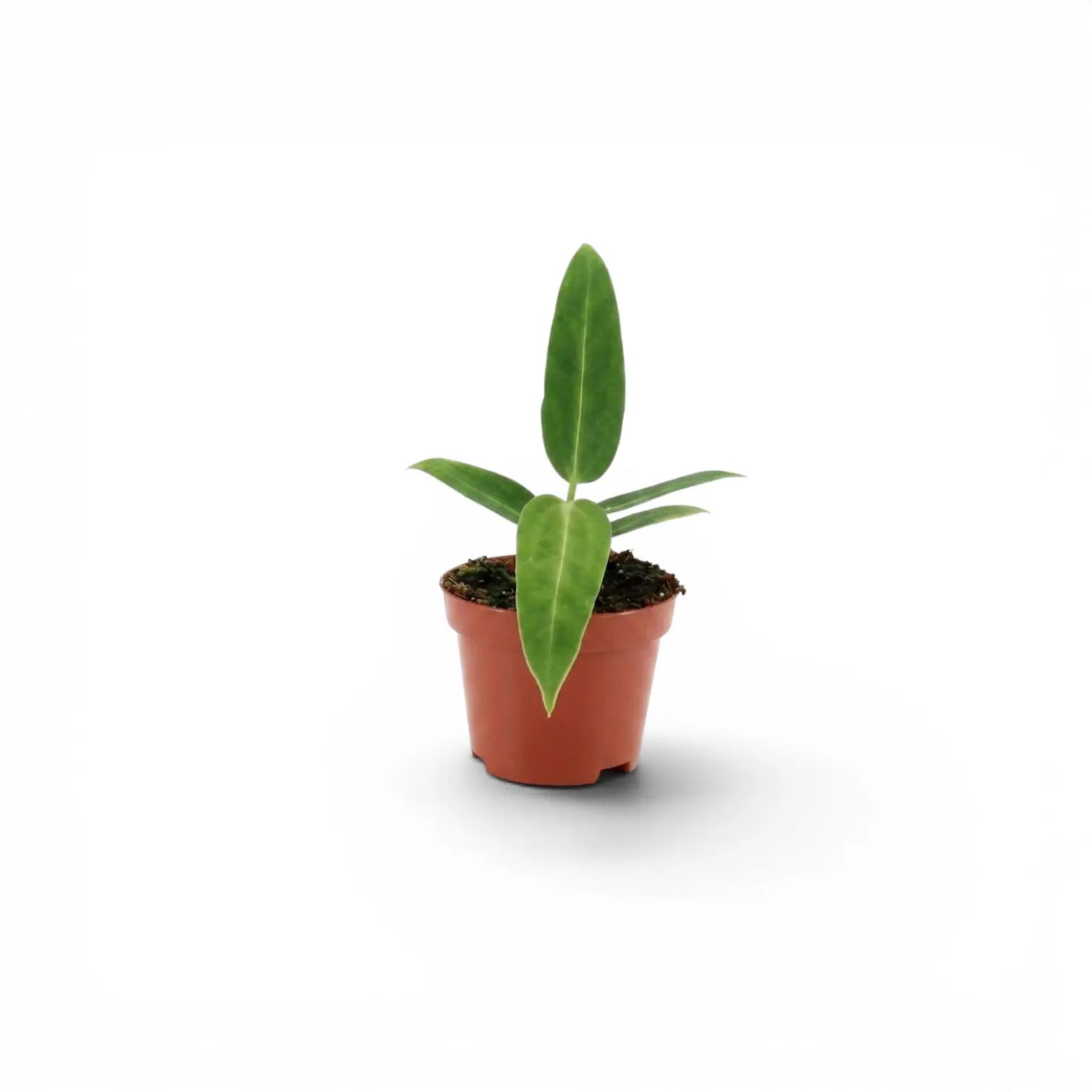 Anthurium warocqueanum baby plant with long velvety foliage in a nursery pot on white background