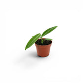 Anthurium warocqueanum baby plant with long velvety foliage in a nursery pot on white background