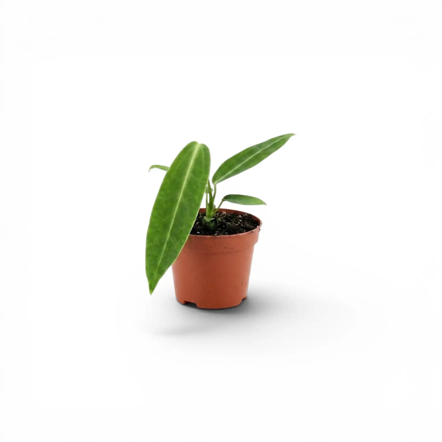 Anthurium warocqueanum baby plant in a nursery pot on white background