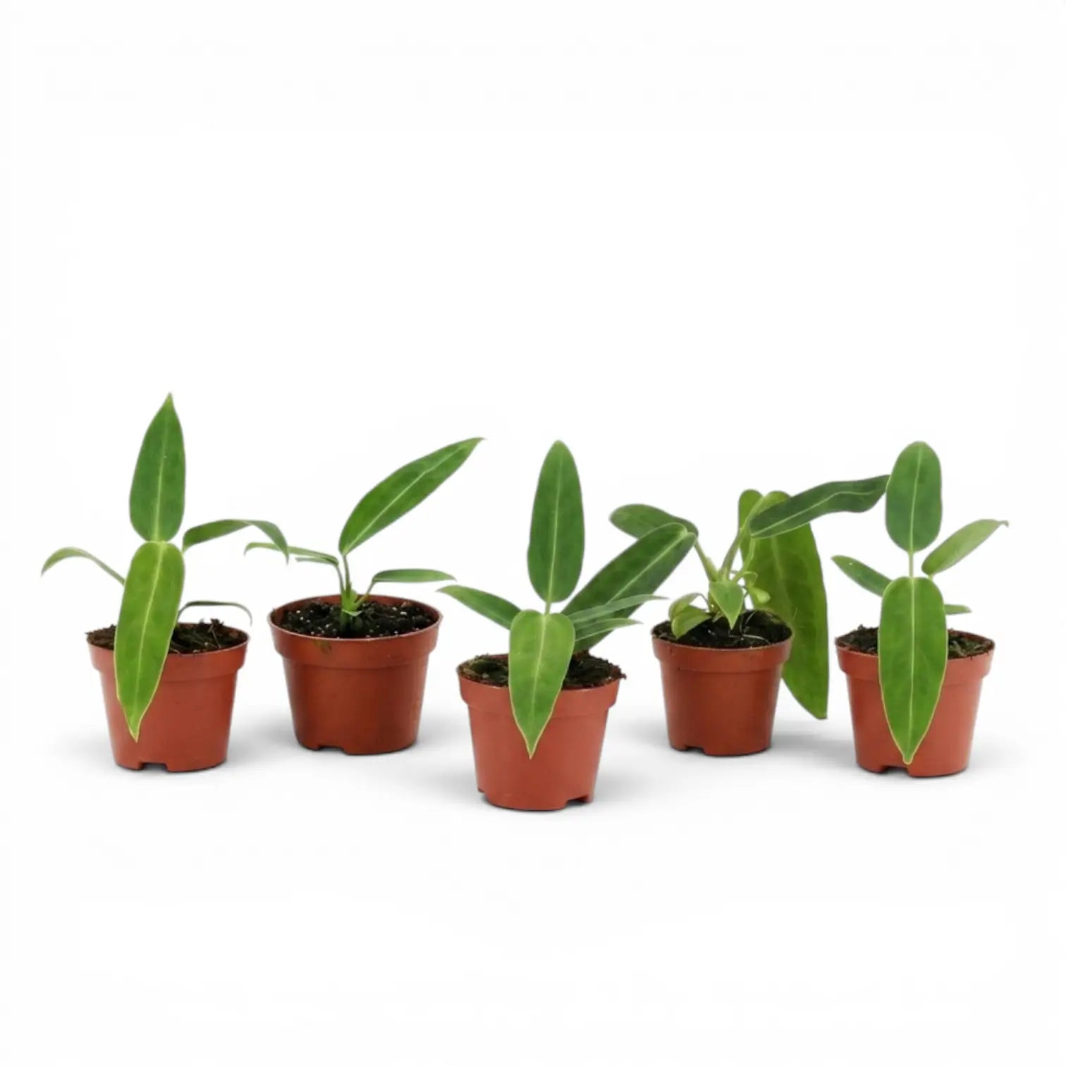 Anthurium warocqueanum baby plant in a nursery pot on white background