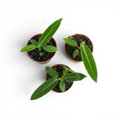 Anthurium warocqueanum baby plant in a nursery pot on white background