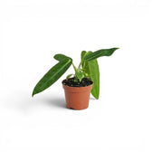 Small Anthurium warocqueanum baby plant in a nursery pot on white background