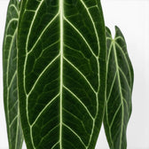 Close-up of large, dark green, velvety Anthurium warocqueanum leaves on white background.