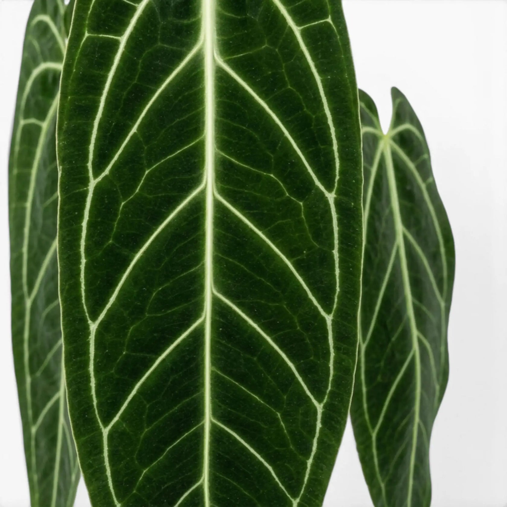 Close-up of large, dark green, velvety Anthurium warocqueanum leaves on white background.