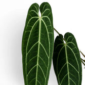Foliage of Anthurium warocqueanum plant on white background, close-up