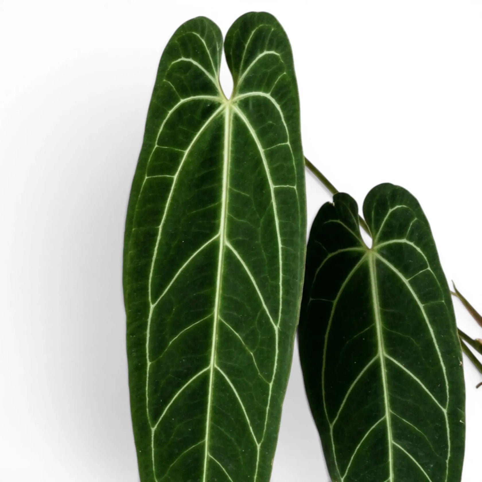 Foliage of Anthurium warocqueanum plant on white background, close-up