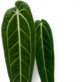 Foliage of Anthurium warocqueanum plant on white background, close-up