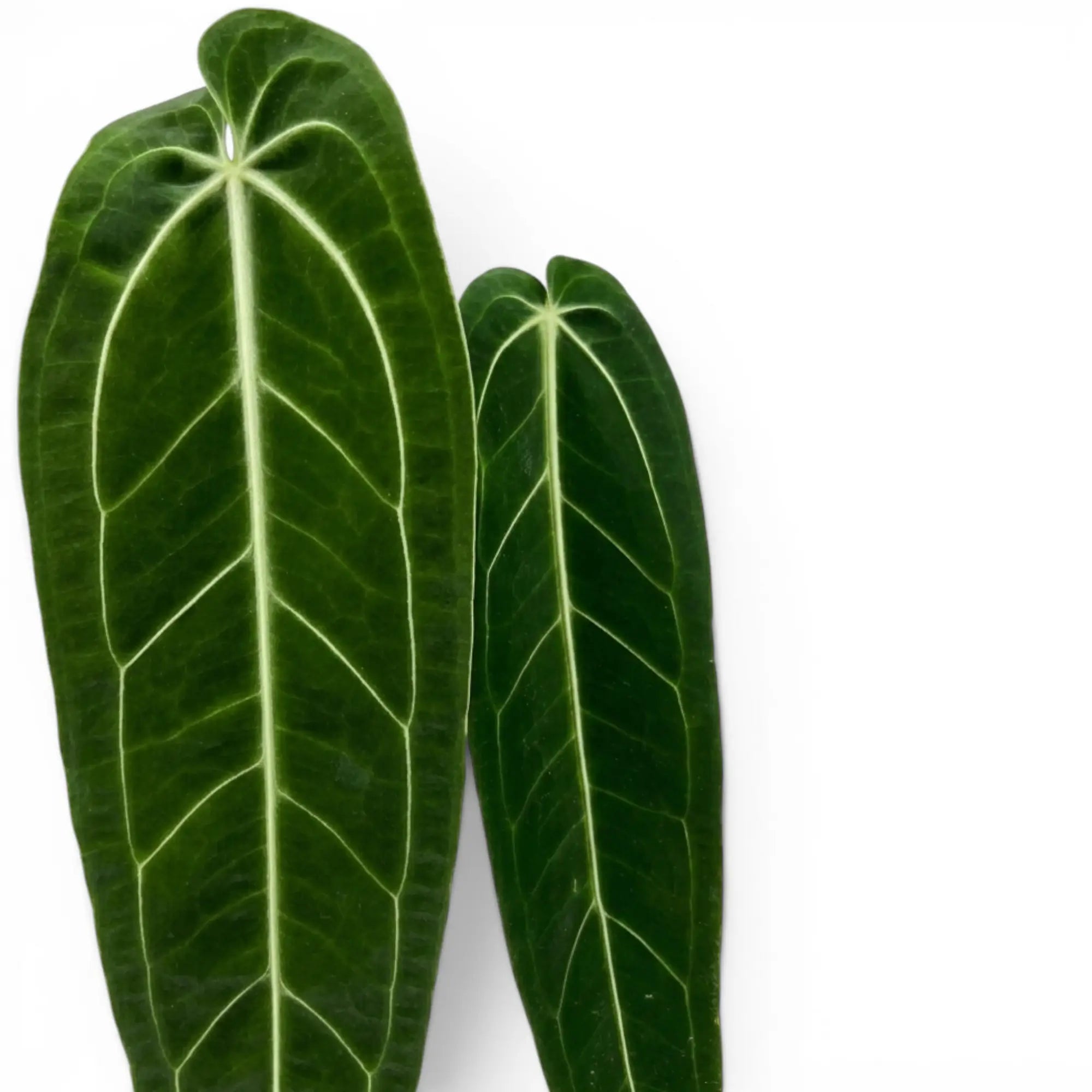 Nahaufnahme der Blätter von Anthurium warocqueanum vor weißem Hintergrund