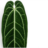 Foliage of Anthurium warocqueanum plant on white background, close-up