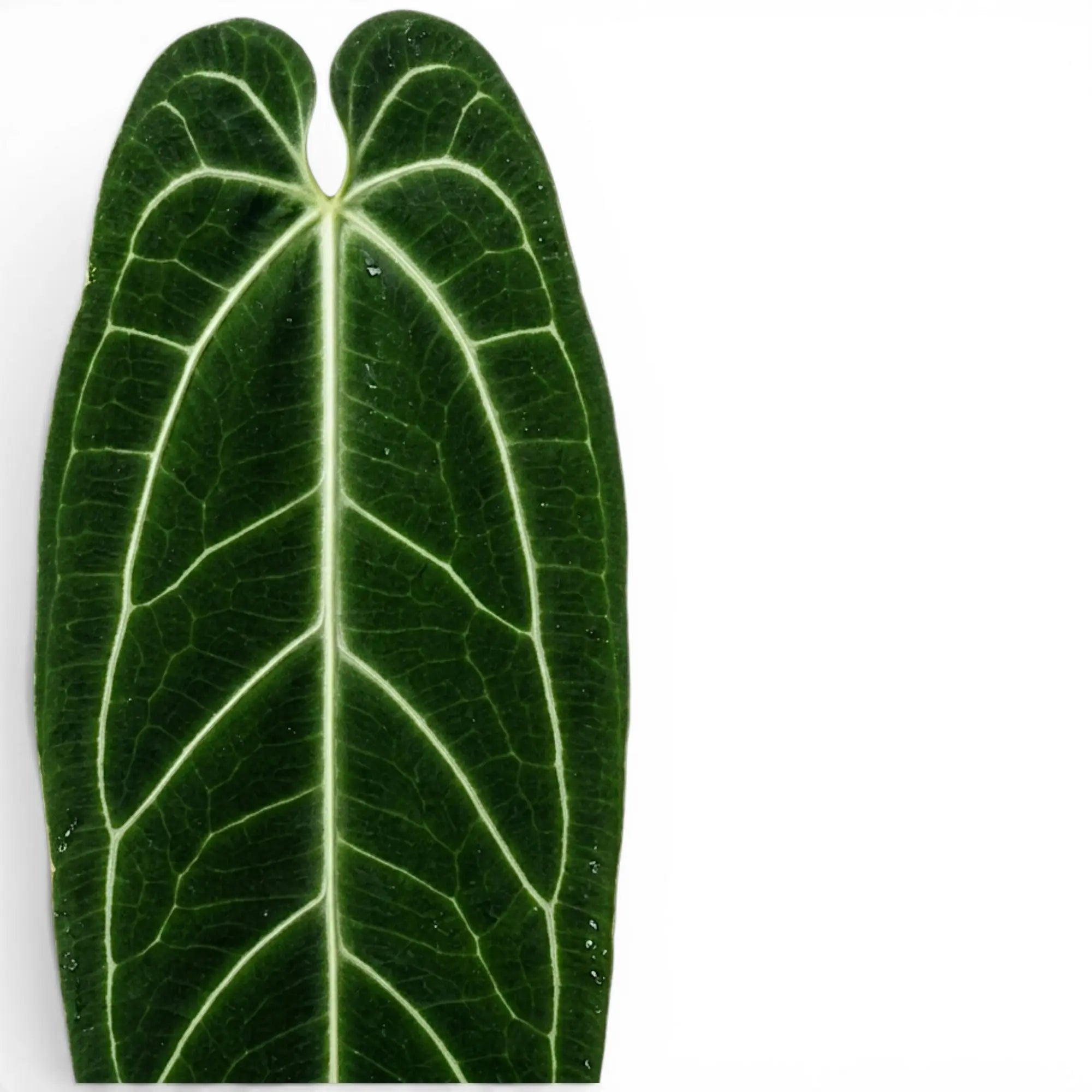 Nahaufnahme der Blätter von Anthurium warocqueanum vor weißem Hintergrund