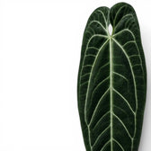 Close-up of large, dark green, velvety Anthurium warocqueanum leaves on white background.