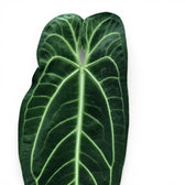 Close-up of large, dark green, velvety Anthurium warocqueanum leaves on white background.