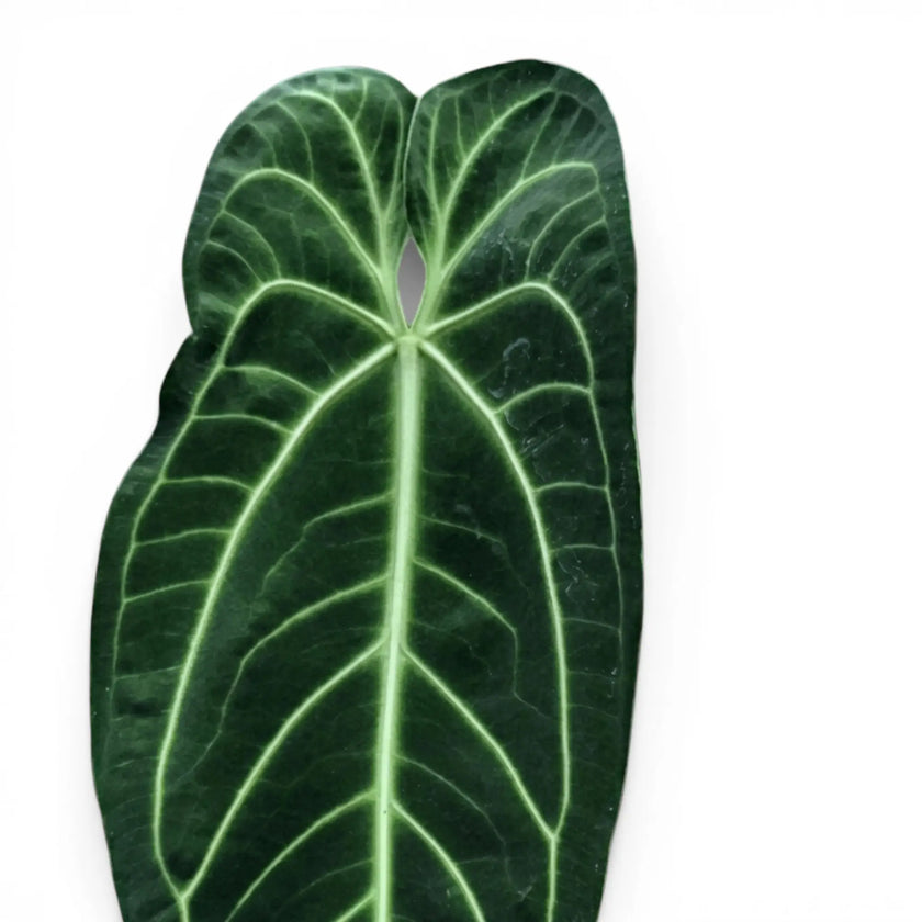 Close-up of large, dark green, velvety Anthurium warocqueanum leaves on white background.