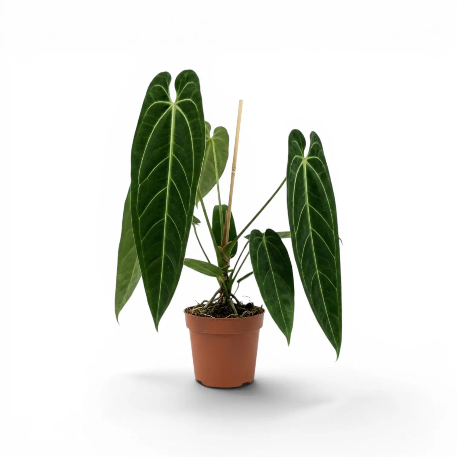Anthurium warocqueanum plant with dark green, long velvety leaves and contrasting pale veins in a nursery pot on white background