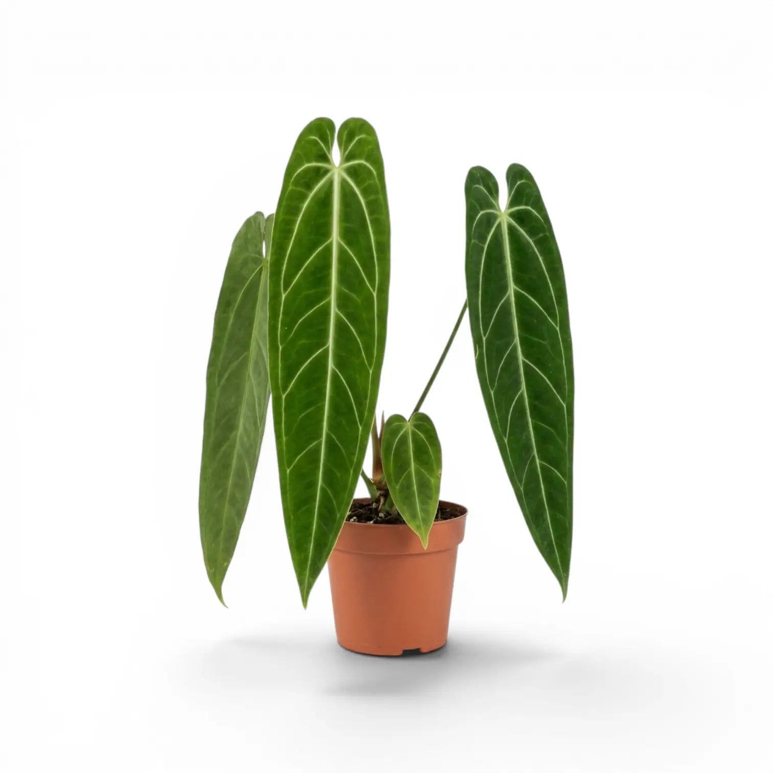 Anthurium warocqueanum plant with dark green, long velvety leaves and contrasting pale veins in a nursery pot on white background