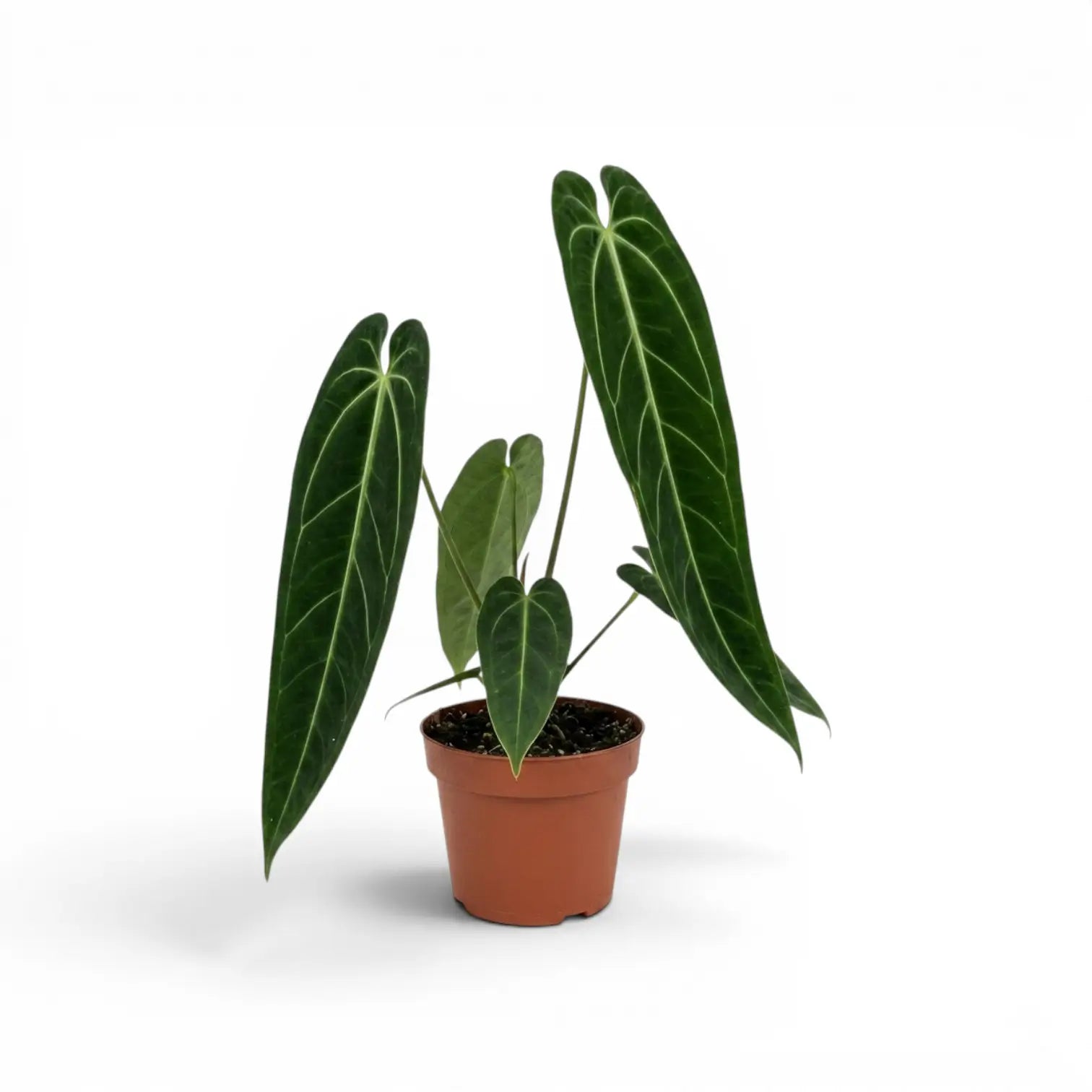 Anthurium warocqueanum plant with dark green, long velvety leaves and contrasting pale veins in a nursery pot on white background