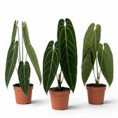 Anthurium warocqueanum plant with dark green, long velvety leaves and contrasting pale veins in a nursery pot on white background