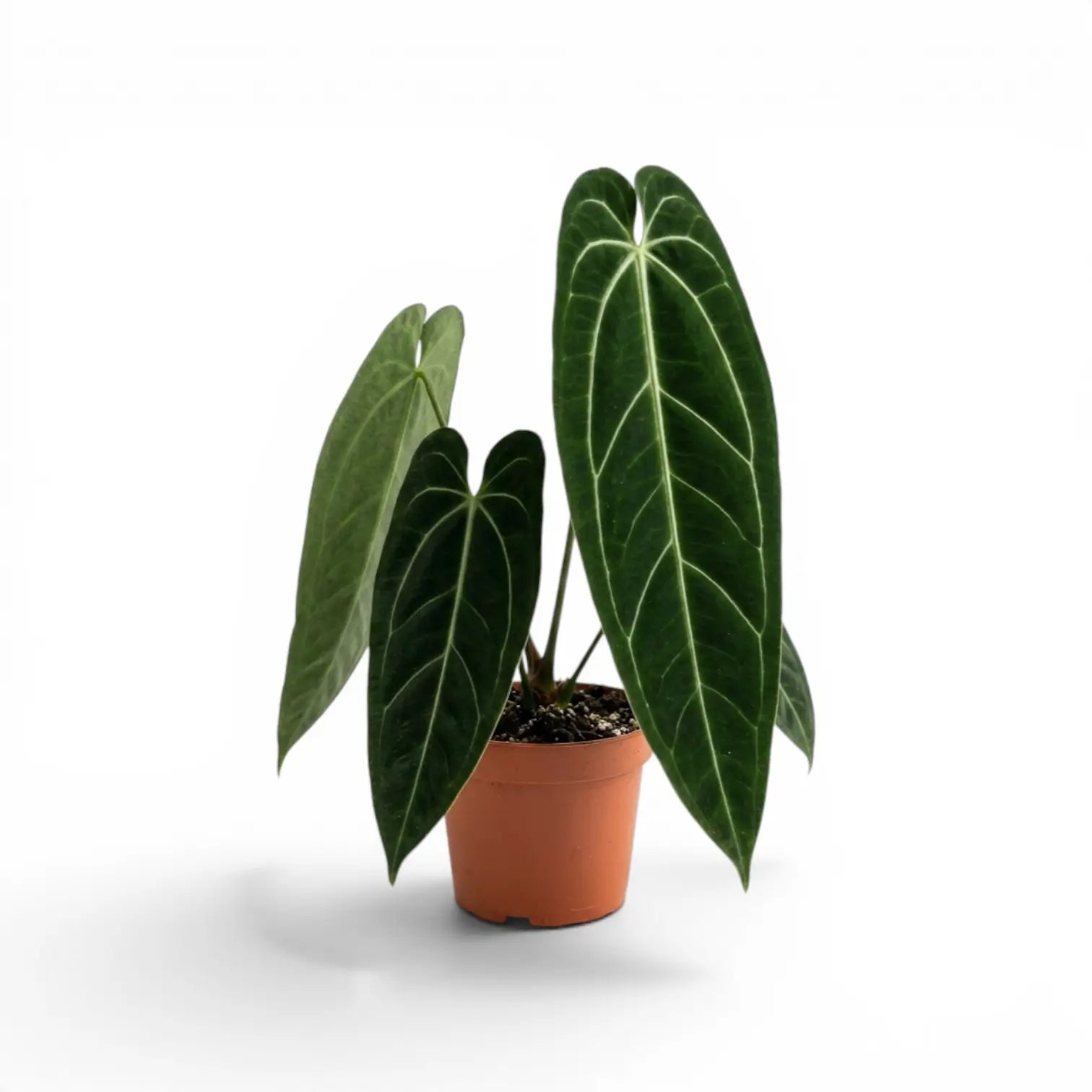 Large Anthurium warocqueanum plant with long velvety leaves in a nursery pot on white background