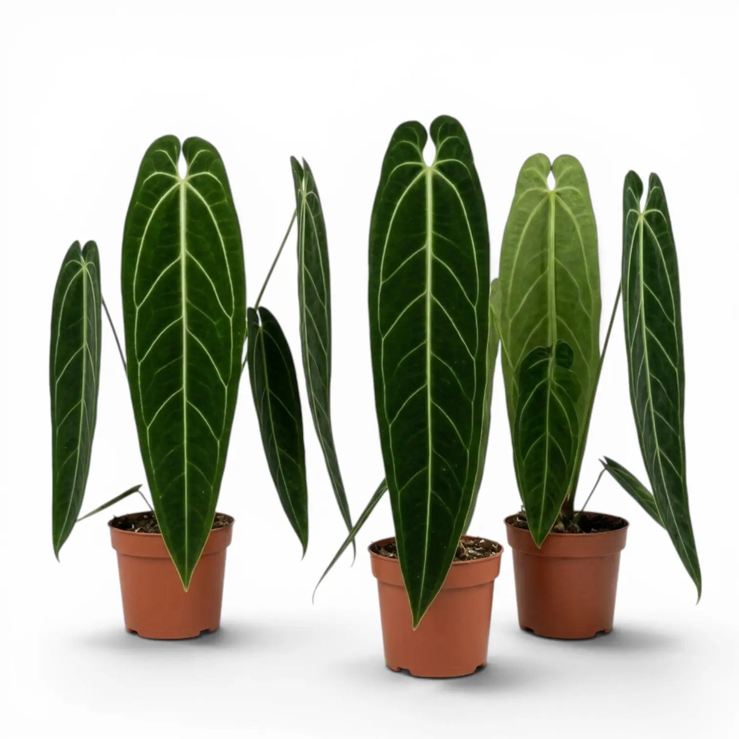 Large Anthurium warocqueanum plant with long velvety leaves in a nursery pot on white background