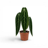Large Anthurium warocqueanum plant with long velvety leaves in a nursery pot on white background