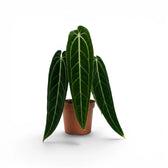 Large Anthurium warocqueanum plant with long velvety leaves in a nursery pot on white background