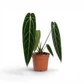 Large Anthurium warocqueanum plant with long velvety leaves in a nursery pot on white background