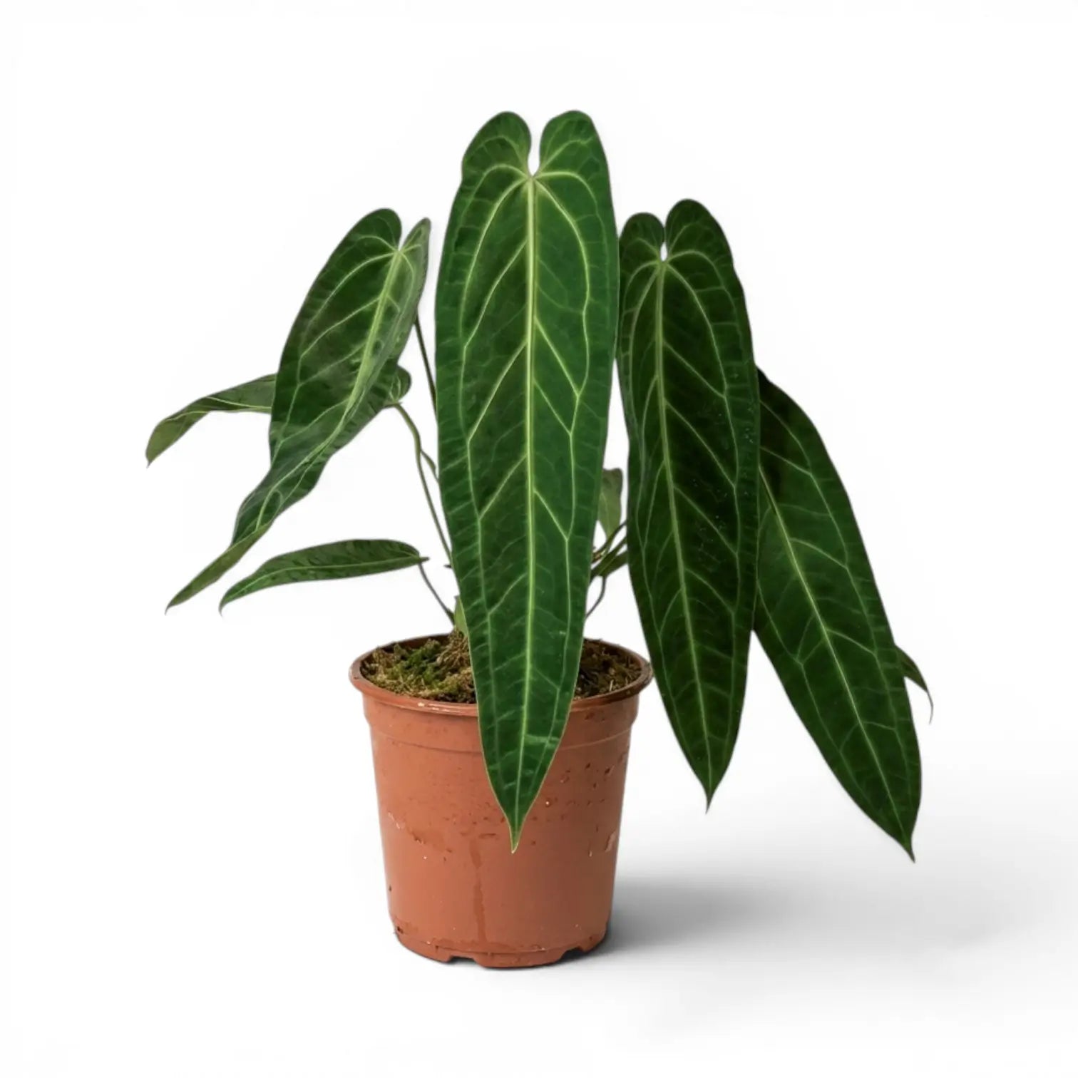 「15」Anthurium Warocqueanum Queen アンスリウム ワロクアーナム　 THTROPICALPLANT新アカウントお知らせ