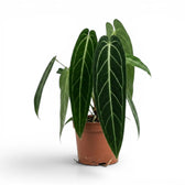 Extra large Anthurium warocqueanum plant with long velvety leaves in a nursery pot on white background
