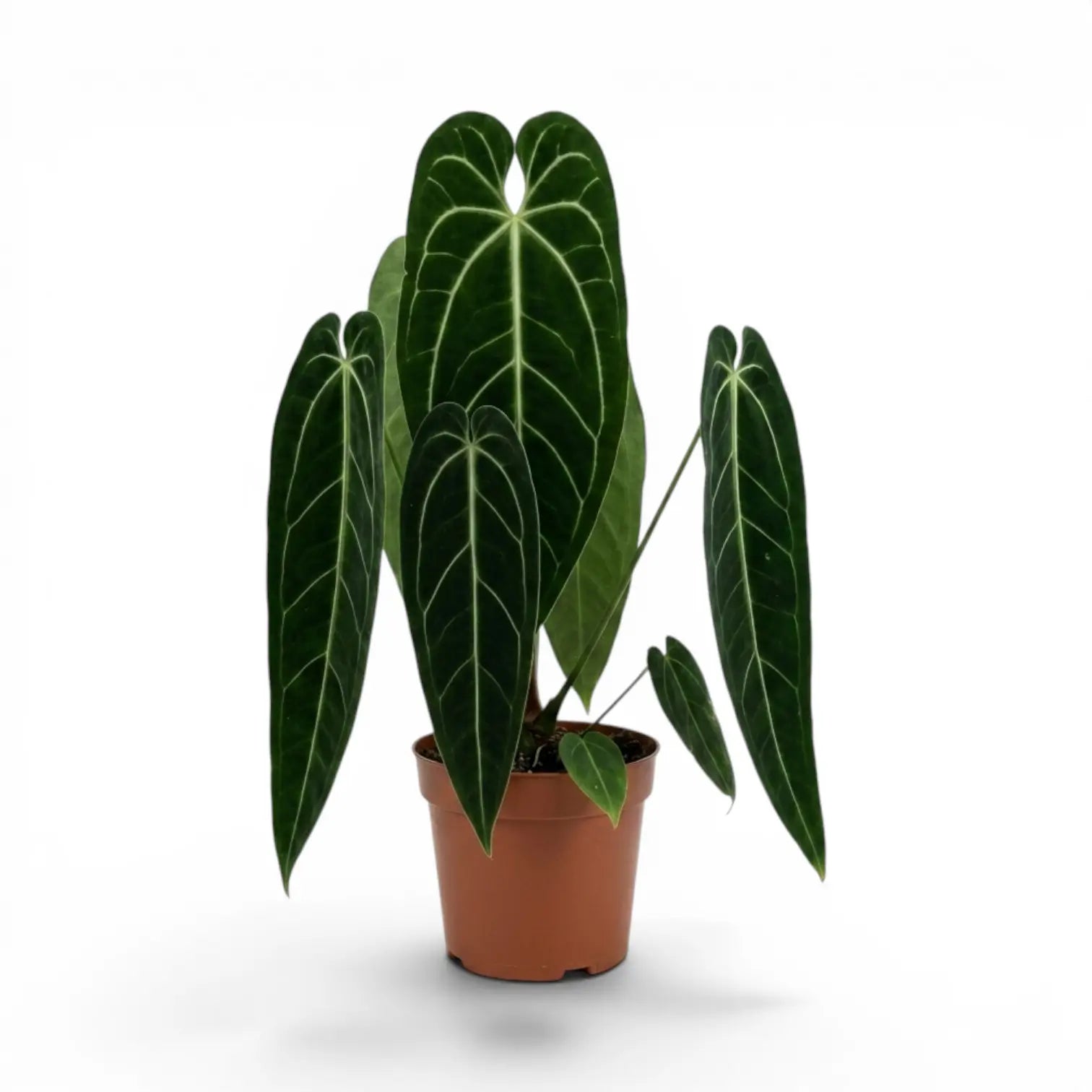 Extra large Anthurium warocqueanum plant with long velvety leaves in a nursery pot on white background