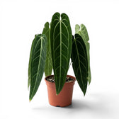 Extra large Anthurium warocqueanum plant with dark green velvety foliage in a nursery pot on white background