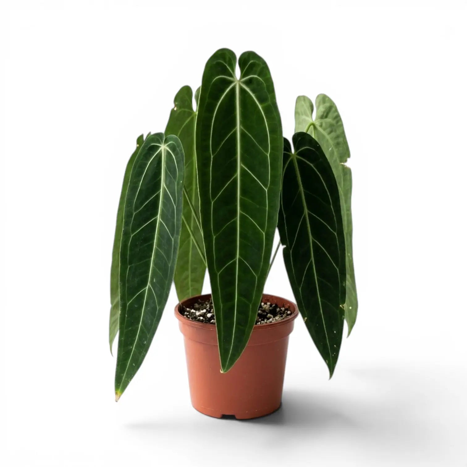 Extra large Anthurium warocqueanum plant with dark green velvety foliage in a nursery pot on white background