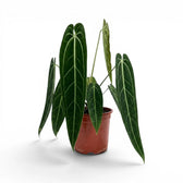 Extra large Anthurium warocqueanum plant with dark green velvety foliage in a nursery pot on white background