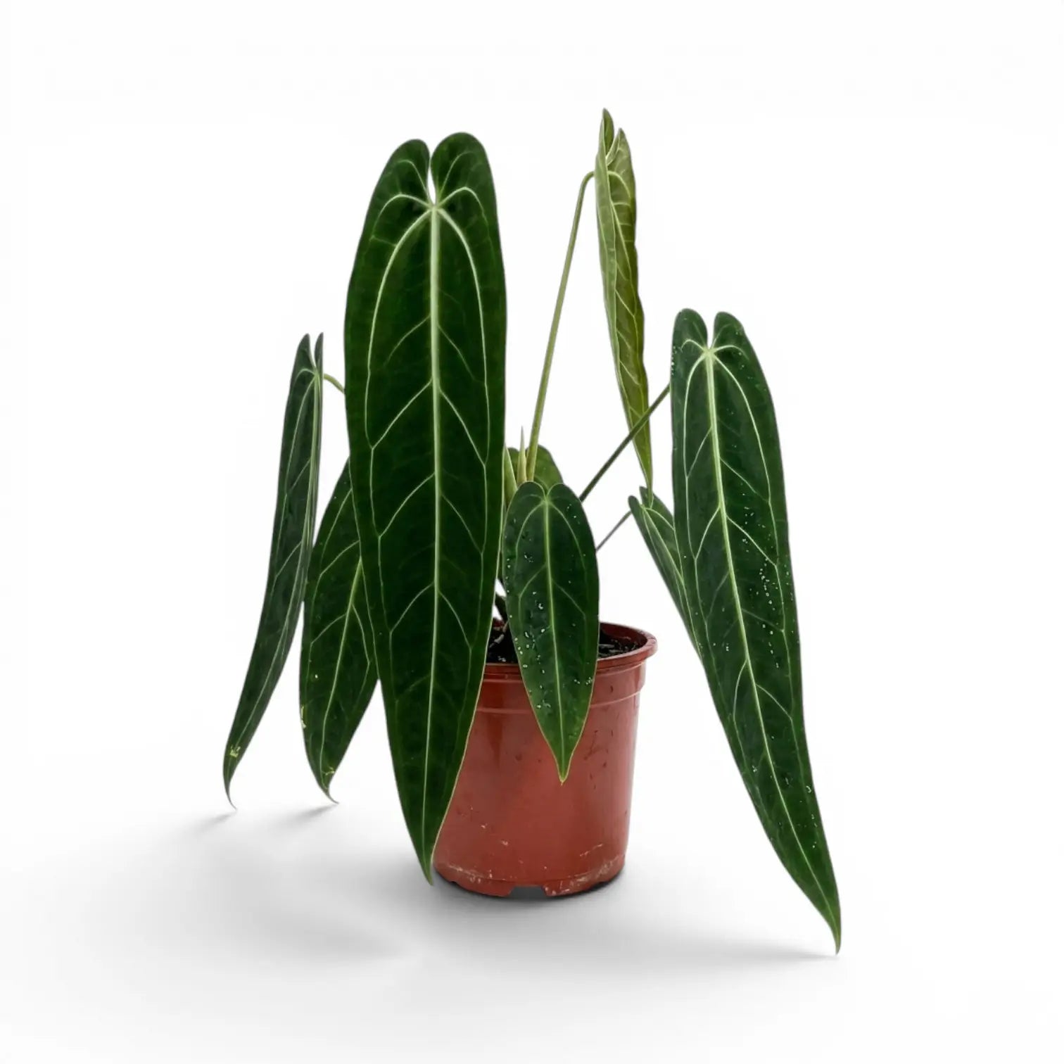 Extra large Anthurium warocqueanum plant with dark green velvety foliage in a nursery pot on white background