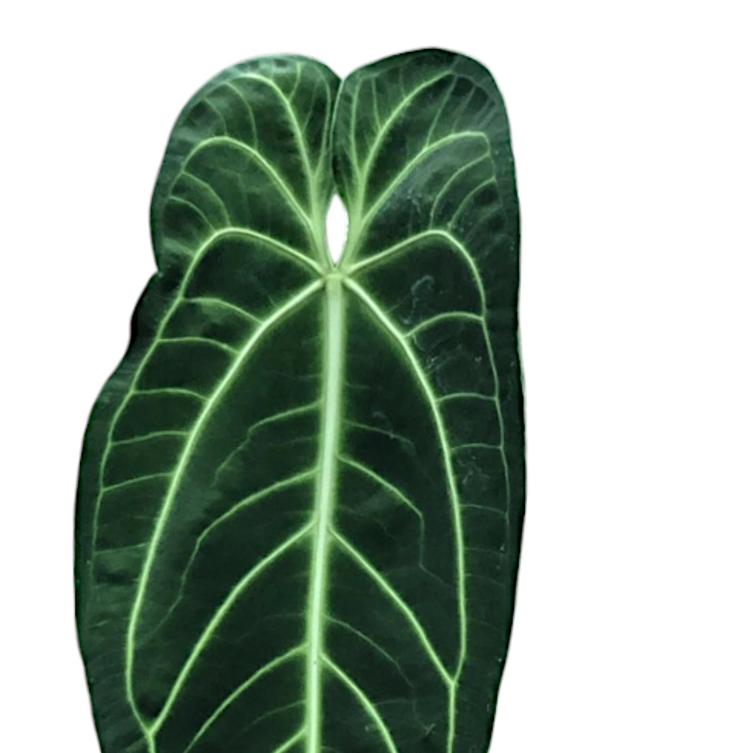 Anthurium warocqueanum – Blattdetail vor weißem Hintergrund..