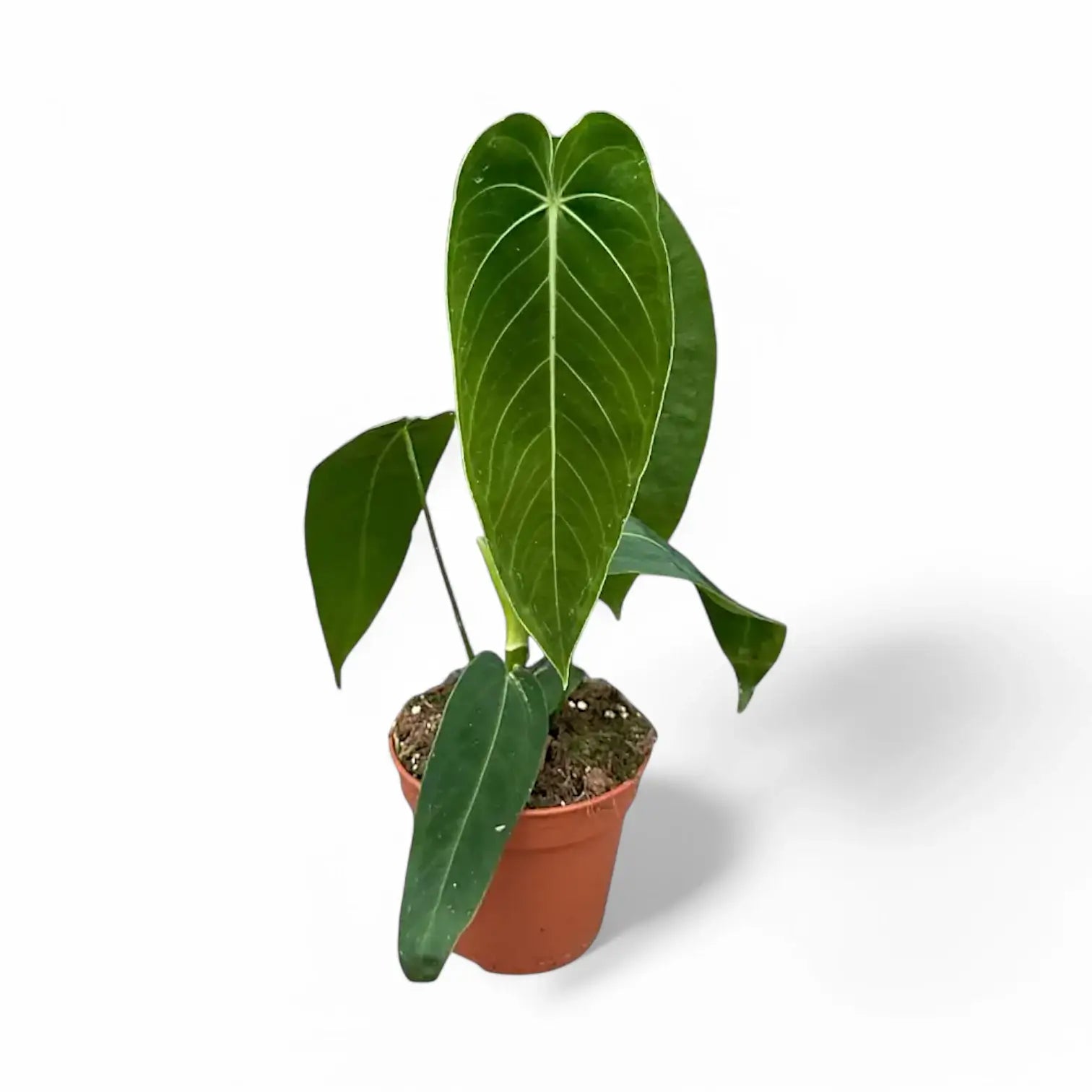 Anthurium warocqueanum x waterburyanum potted plant in nursery pot on white background.